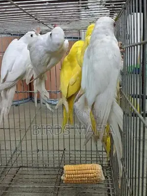 Ringneck Birds