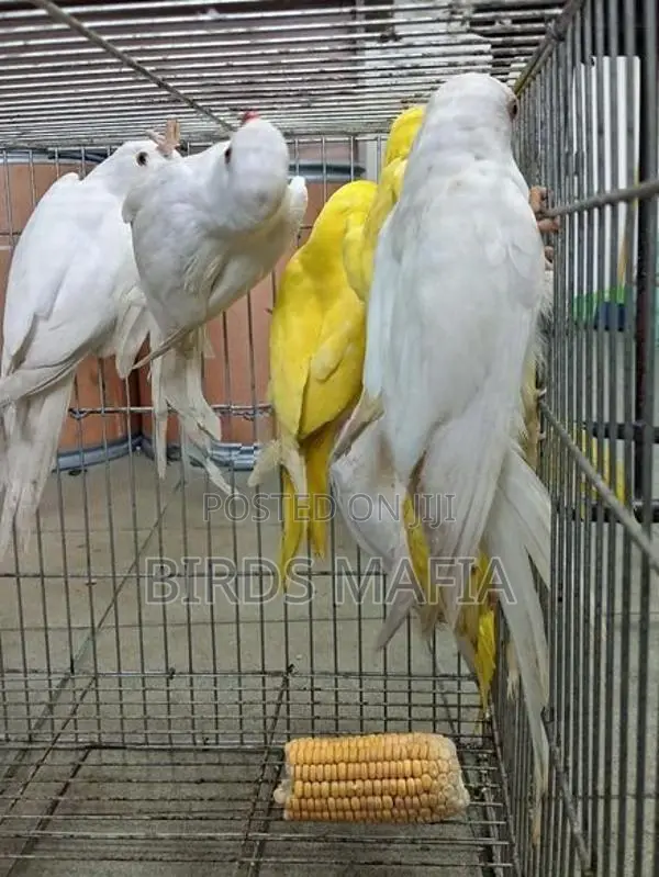 Ringneck Birds
