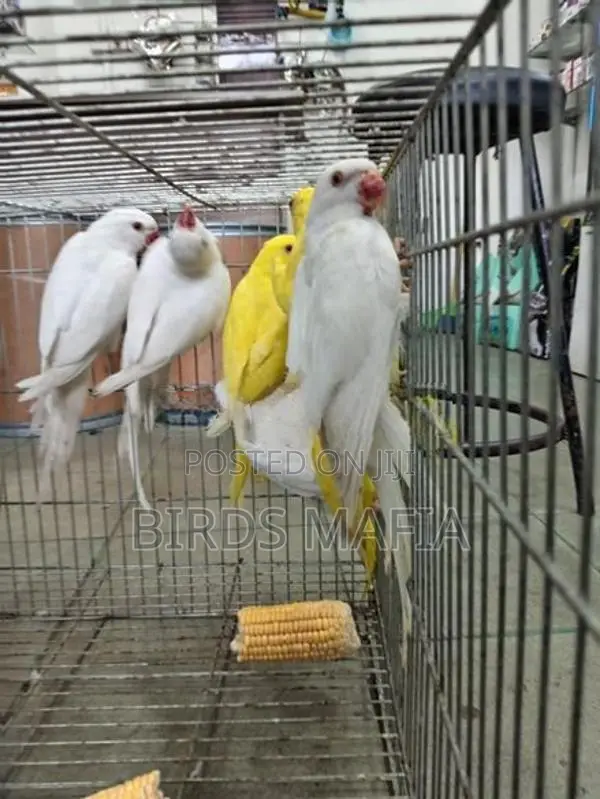 Ringneck Birds