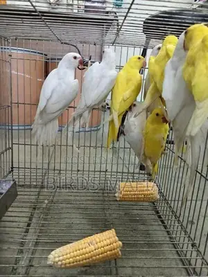 Ringneck Birds