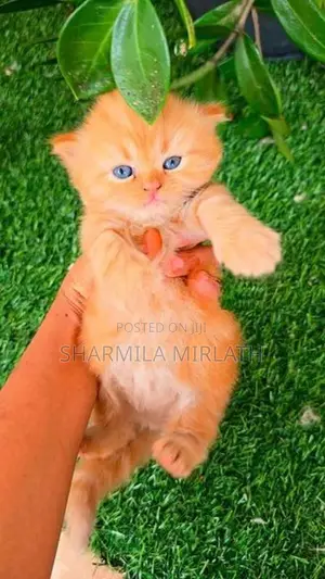 Persian Cat