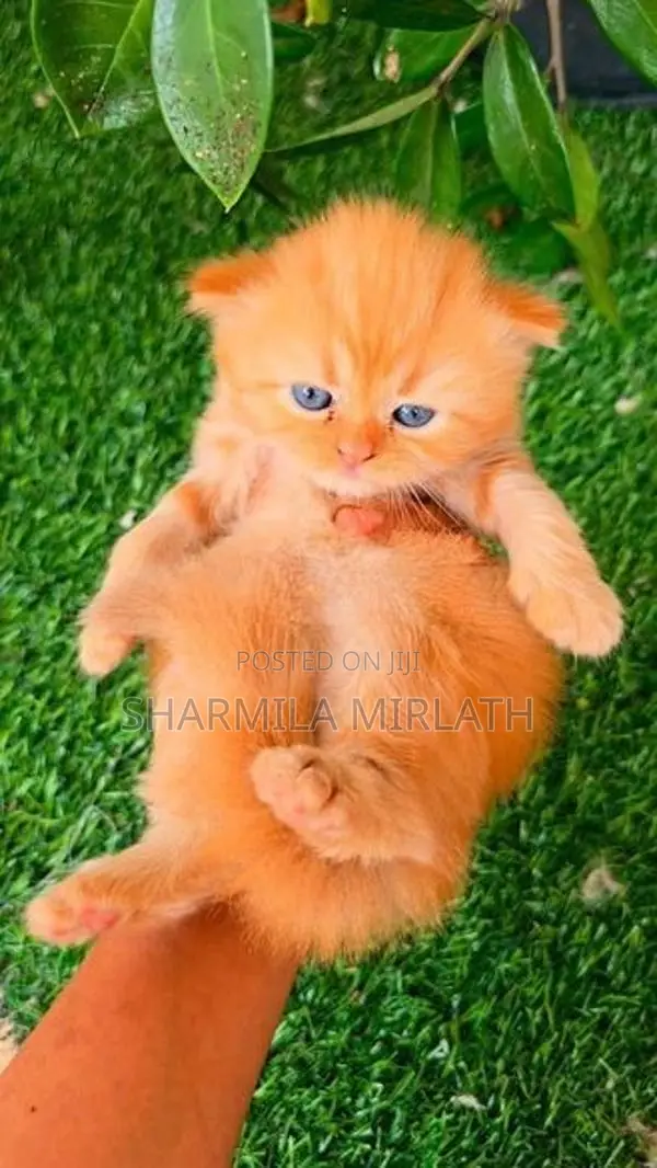 Persian Cat