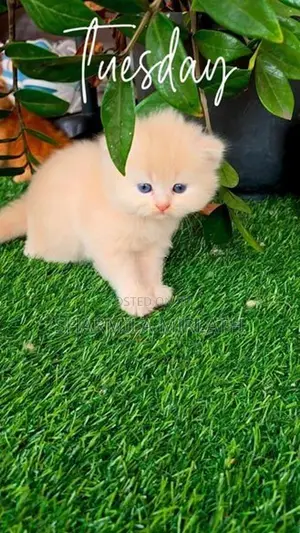 Persian Cat