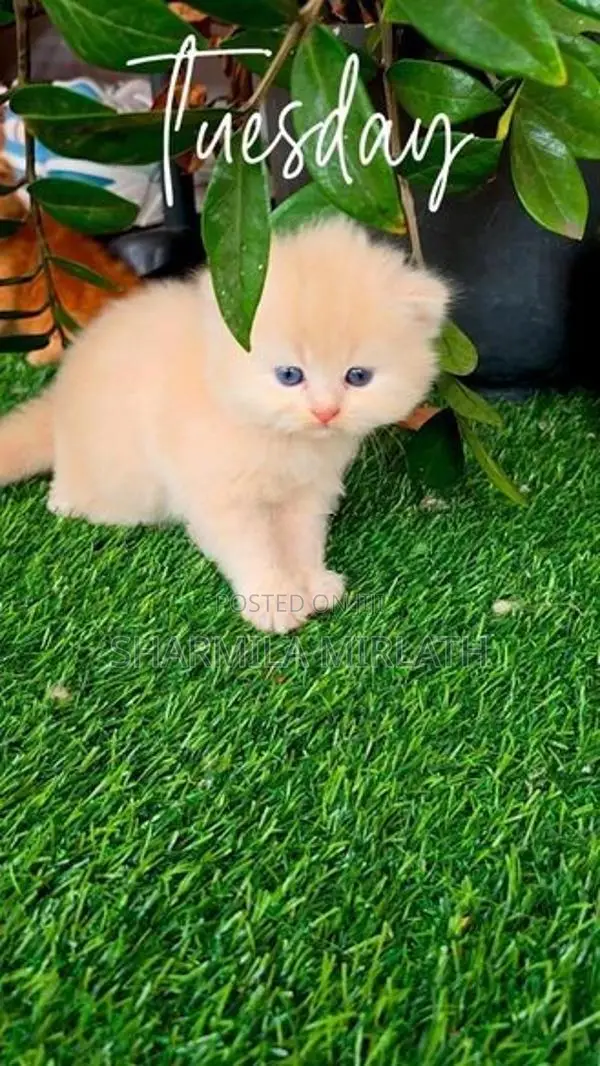 Persian Cat