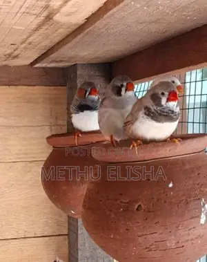 breeding finches