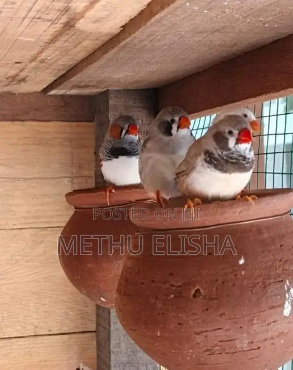 breeding finches