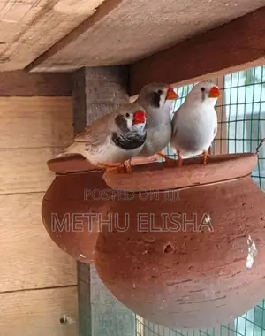 breeding finches