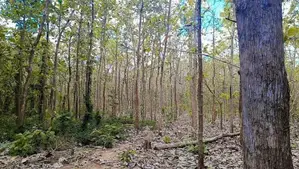 අනුරාධපුර පූජා නගරයට ආසන්නයෙන් ඉඩමක්
