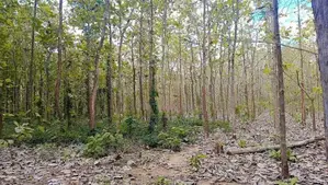 අනුරාධපුර පූජා නගරයට ආසන්නයෙන් ඉඩමක්