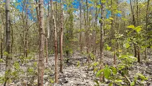 අනුරාධපුර පූජා නගරයට ආසන්නයෙන් ඉඩමක්