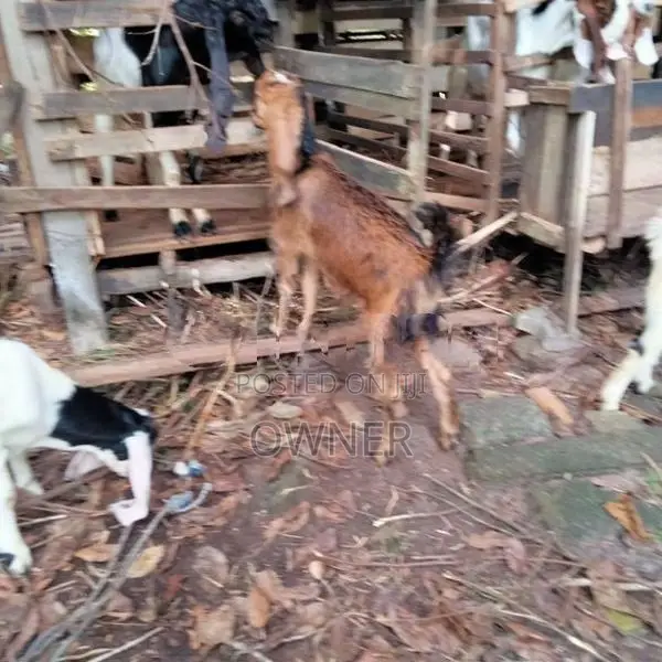 Goats kid's