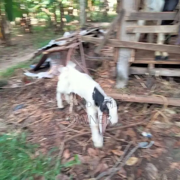 Goats kid's