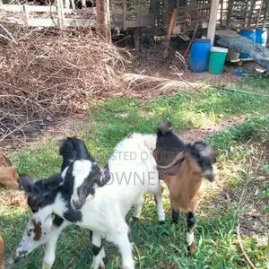 Goats kid's