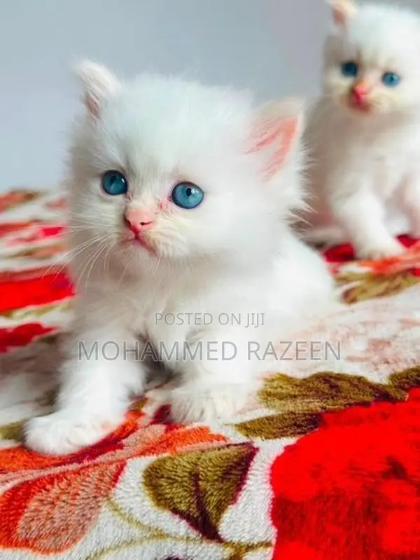 Persian Cat
