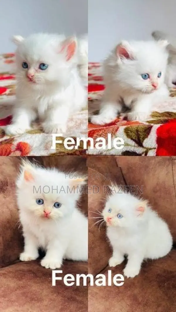 Persian Cat