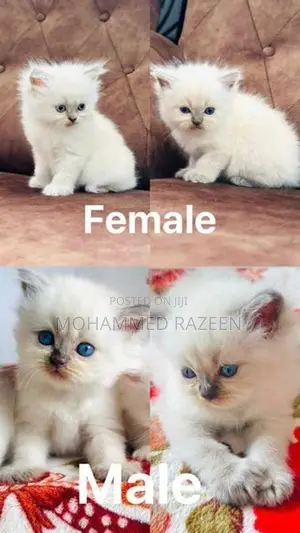 Persian Cat