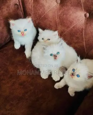 Persian Cat