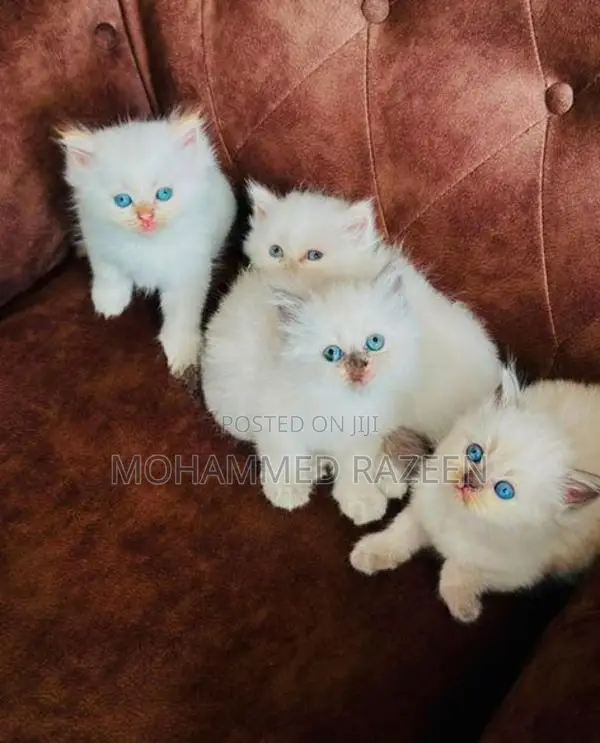 Persian Cat