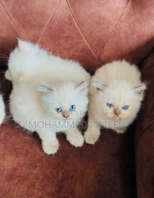 Persian Cat