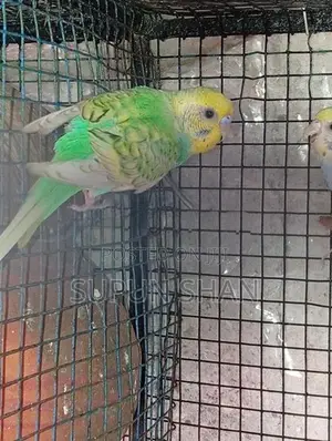 Spangel Rainbow Love Birds