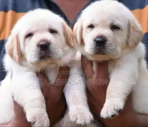 Labrador Puppies (pure Breed)