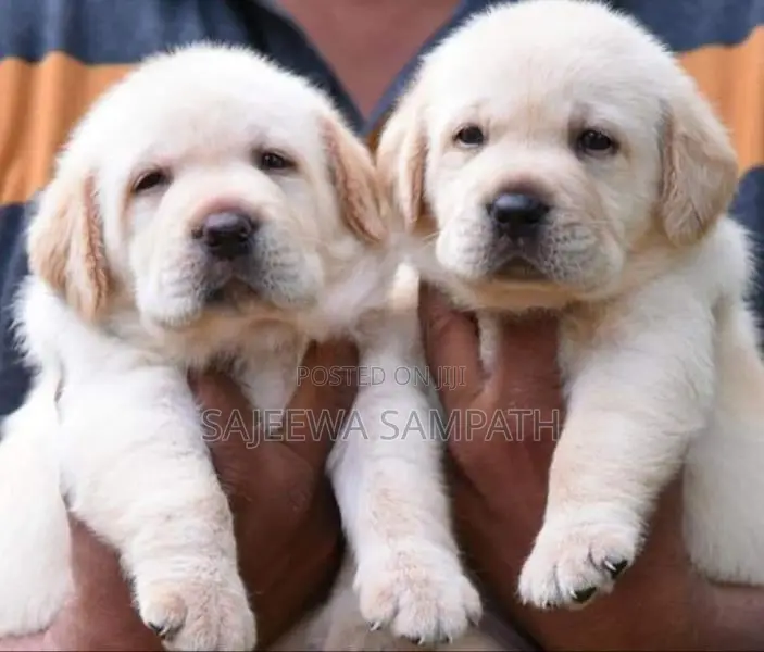 Labrador Puppies (pure Breed)