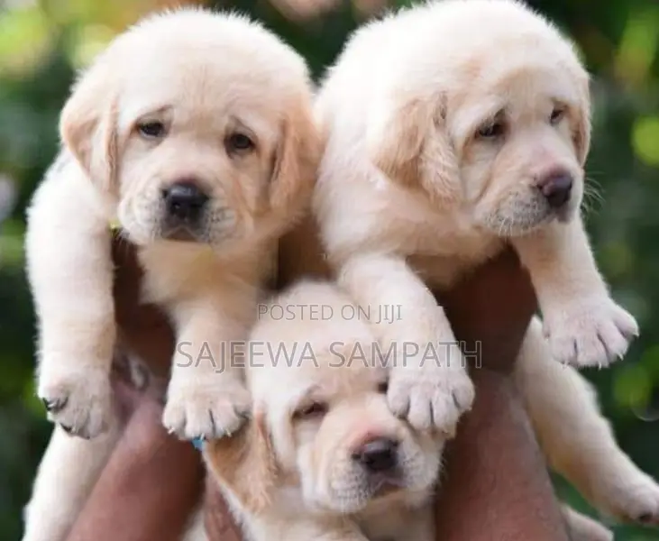 Labrador Puppies (pure Breed)