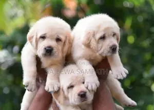 Labrador Puppies (pure Breed)