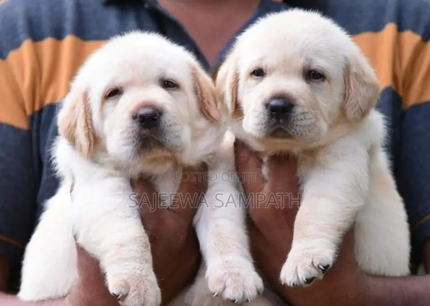 Labrador Puppies (pure Breed)