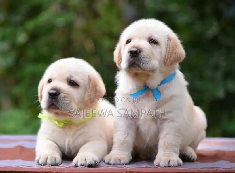 Labrador Puppies (pure Breed)