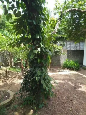කදාන කපුවාගාර පල්ලිය අසල පර්චස් 10 ඉඩම සමග නව නිවස