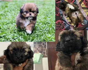 Shih Tzu Puppies