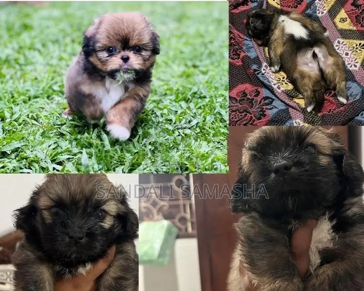 Shih Tzu Puppies