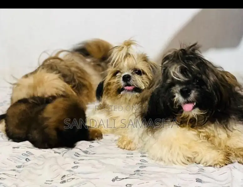 Shih Tzu Puppies