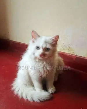 Persian Cats
