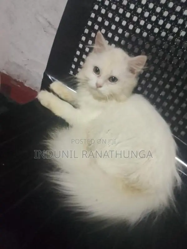 Persian Cats