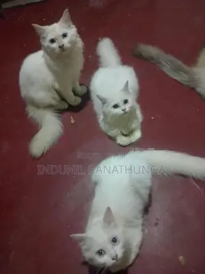 Persian Cats