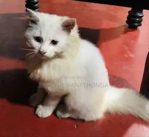 Persian Cats