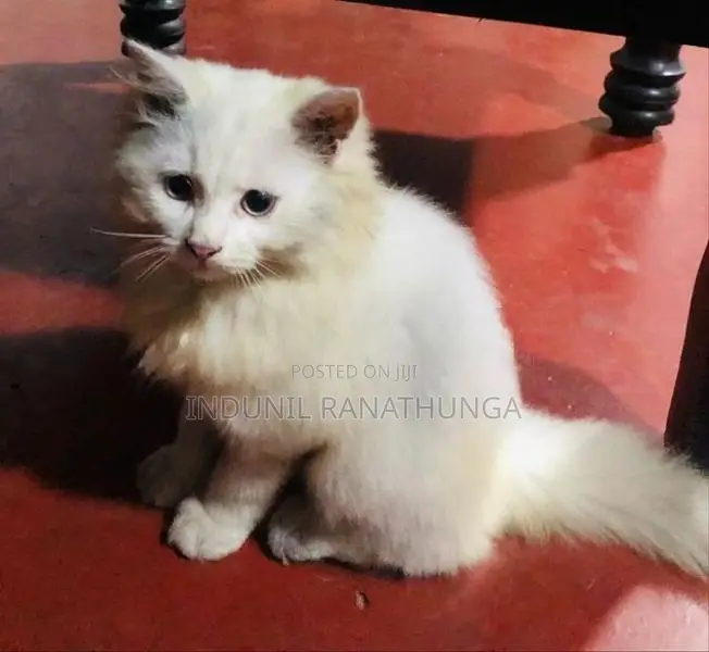 Persian Cats