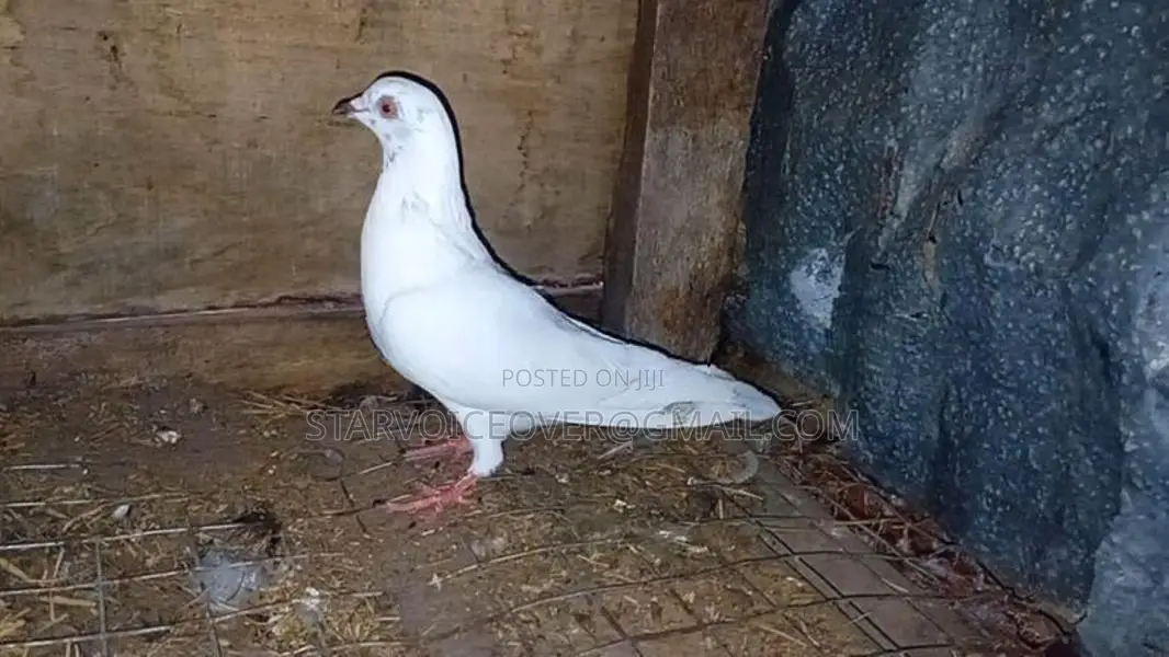 Pigeons