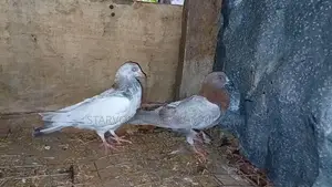 Pigeon