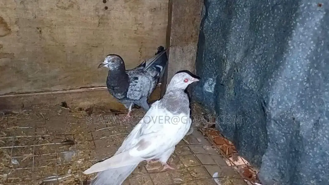Pigeon
