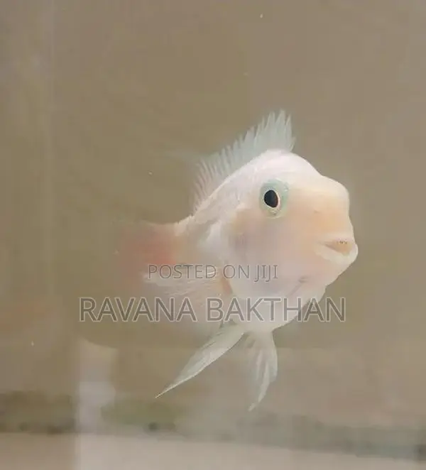 Polar Parret Fish