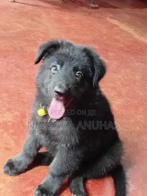 German Shepherd