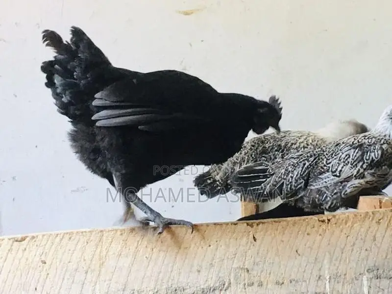 முட்டையிடக்கூடிய கருங்கோழி