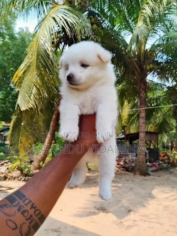 Pomeranian Puppies