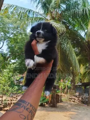 Pomeranian Puppies