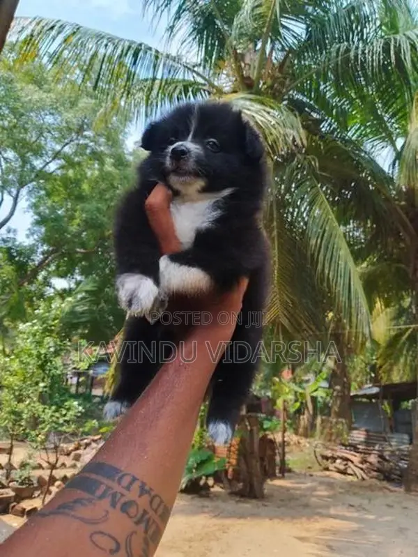 Pomeranian Puppies