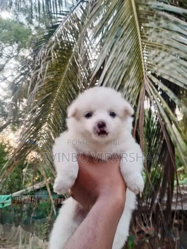 Pomeranian Puppies