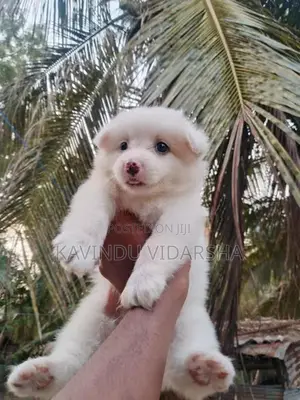 Pomeranian Puppies